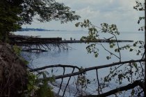 Fallen trees at Mountain Bluff